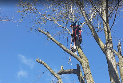 Affordable Montgomery Tree Service Image
